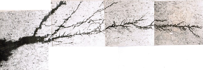 青潔能韓泰清氯脆照片